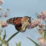Imagen de perfil de Alex Butterfly